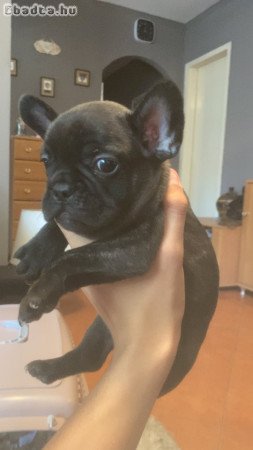 Francia Bulldog kisfiuk koltoznenek