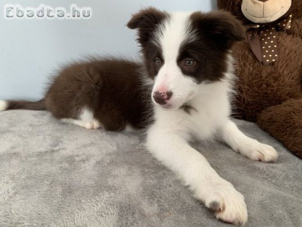 Törzskönyves barna-fehér  border collie kiskutya