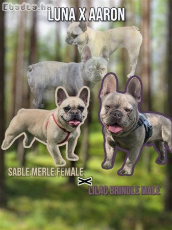 Francia Bulldog kisfiuk koltoznenek