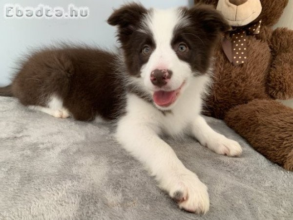 Törzskönyves barna-fehér  border collie kiskutya