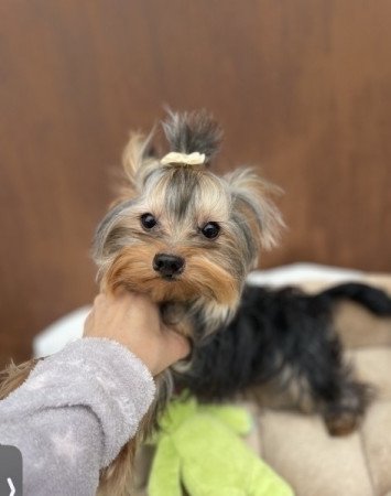 Extra mini yorkshire terrier fiu