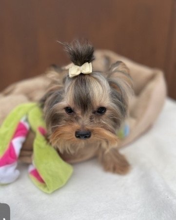 Extra mini yorkshire terrier fiu