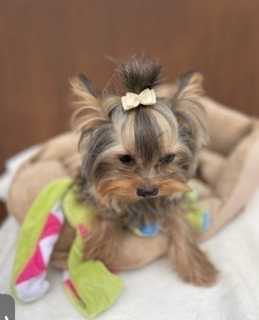 Extra mini yorkshire terrier fiu