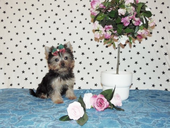 Yorkshire Terrier, Yorki