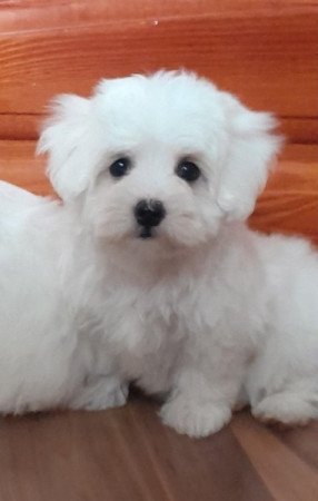 Máltai selyemszőrű