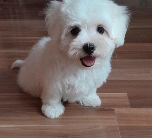 Máltai selyemszőrű