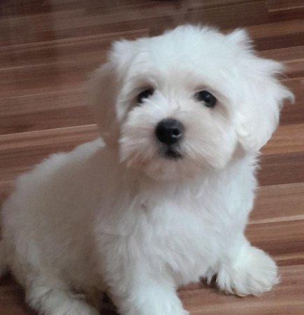 Máltai selyemszőrű