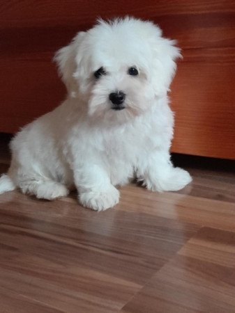 Máltai selyemszőrű