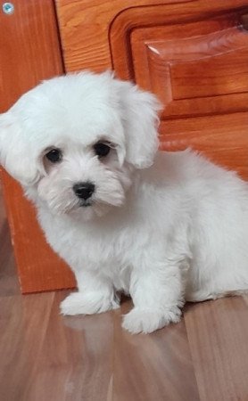 Máltai selyemszőrű