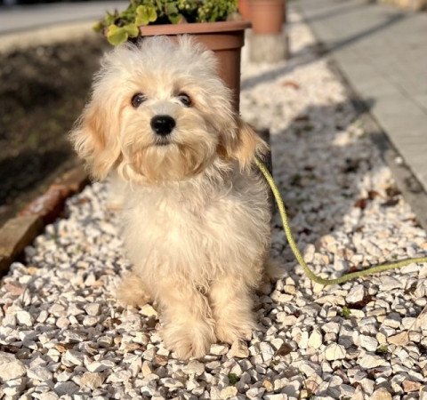 Maltipoo uszkar torpe es maltai