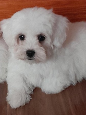 Máltai selyemszőrű