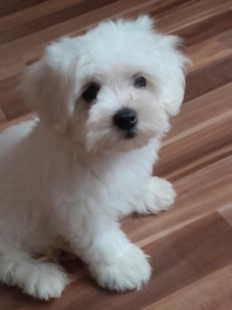 Máltai selyemszőrű