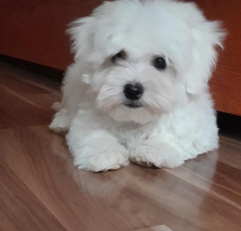 Máltai selyemszőrű