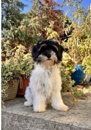 Bichon havanese