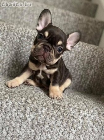 Francia bulldog kolykok