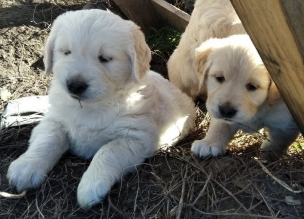 Golden Retriever