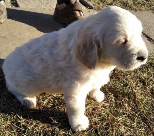 Golden Retriever