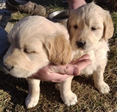 Golden Retriever