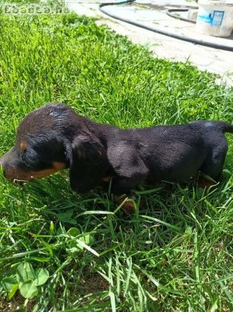 Törpe tacskó eladó.