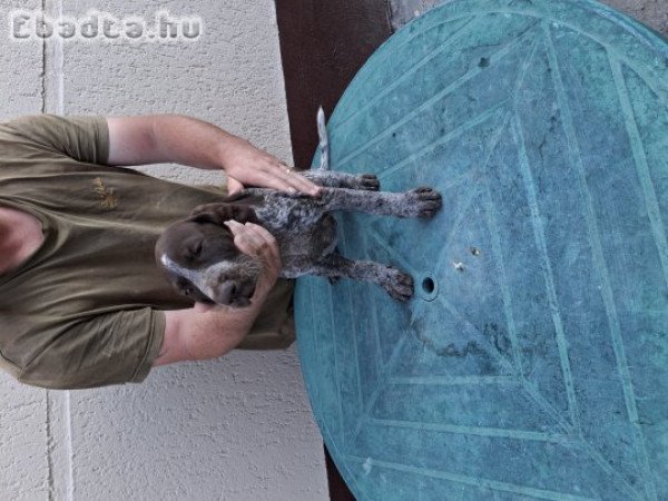 Német vizsla kölykök eladók