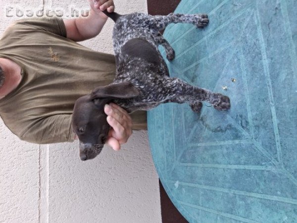 Német vizsla kölykök eladók