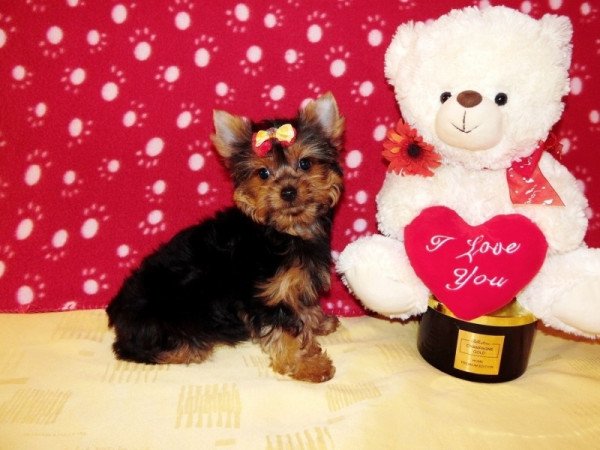 Yorkshire Terrier Yorki