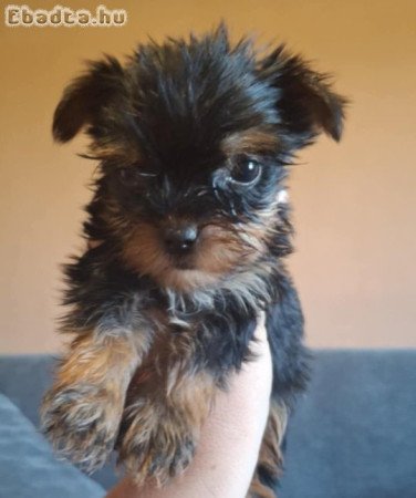 Mini yorki babák