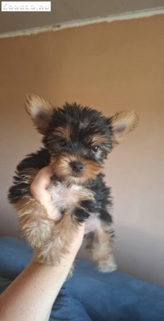 Mini yorki babák