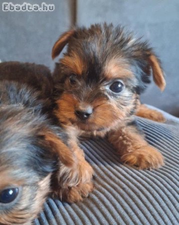 Mini yorki babák
