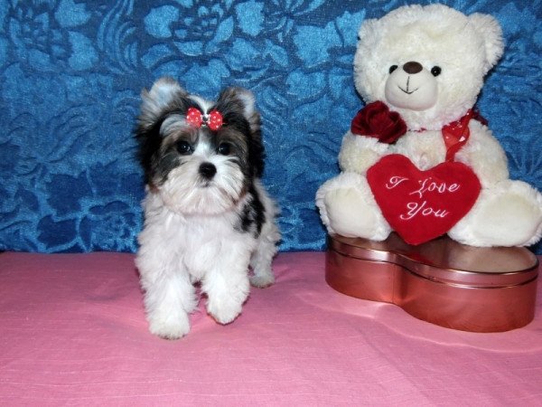 Biewer Yorkshire Terrier Yorki