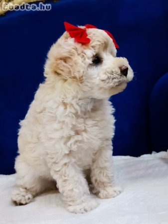 Maltipo Uszkàr kiskutyák