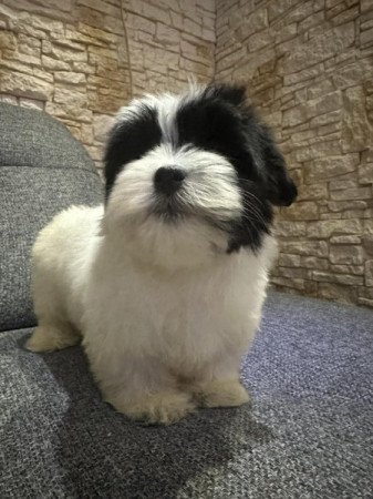 Bichon Havanese