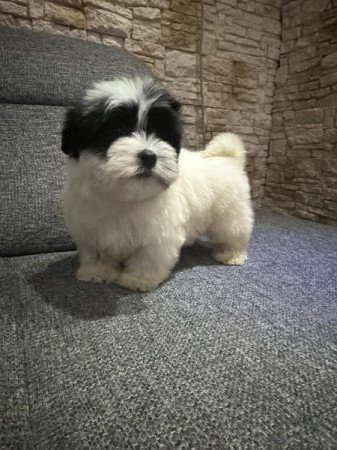 Bichon Havanese