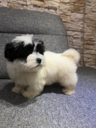 Bichon Havanese