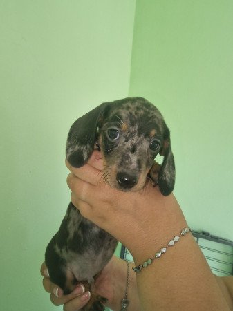 Törpe tacskó kis kutyák