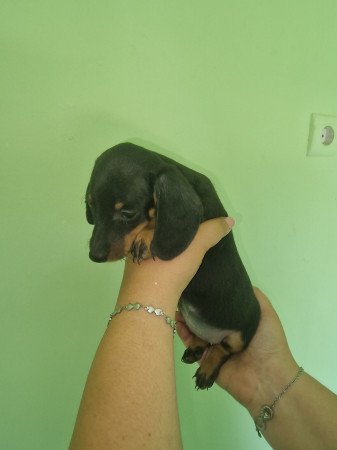 Törpe tacskó kis kutyák