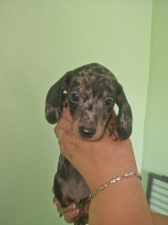 Törpe tacskó kis kutyák