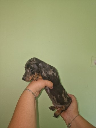 Törpe tacskó kis kutyák