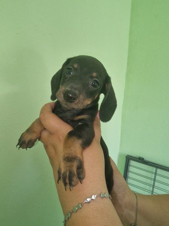 Törpe tacskó kis kutyák