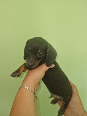 Törpe tacskó kis kutyák