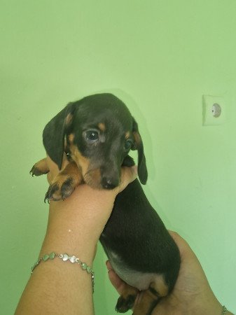 Törpe tacskó kis kutyák