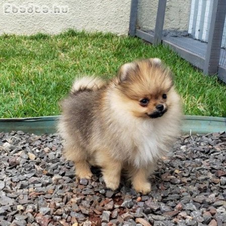 Pomerániai törpe spicc