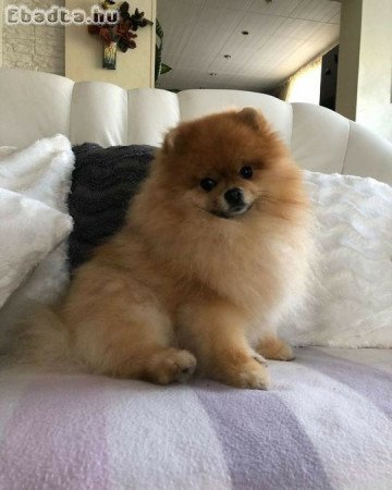 Pomerániai törpe spicc