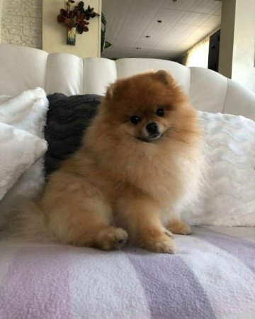 Pomerániai törpespicc