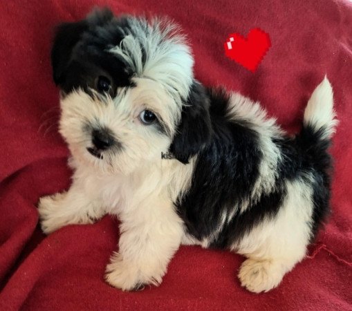 Bichon havanese