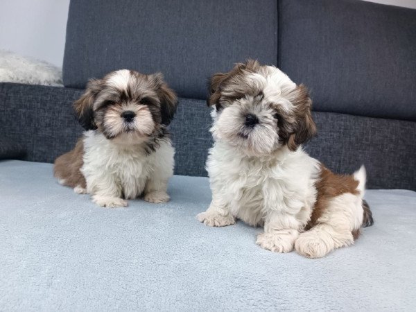 Shih tzu