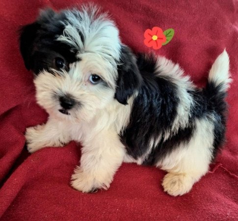 Bichon havanese