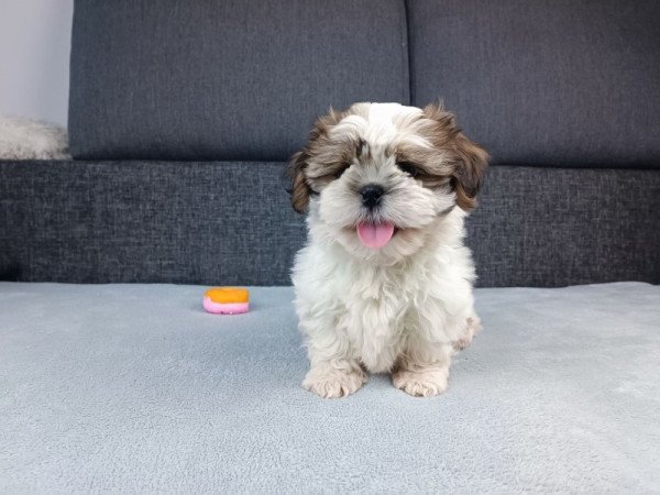 Shih tzu