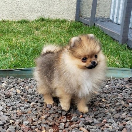 Pomerániai törpespicc