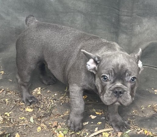 Francia bulldog